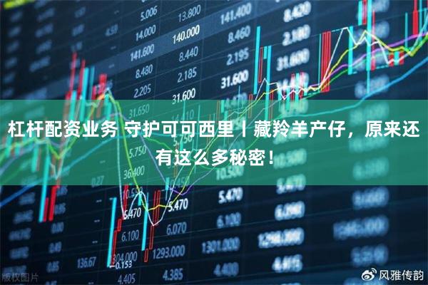 杠杆配资业务 守护可可西里丨藏羚羊产仔，原来还有这么多秘密！
